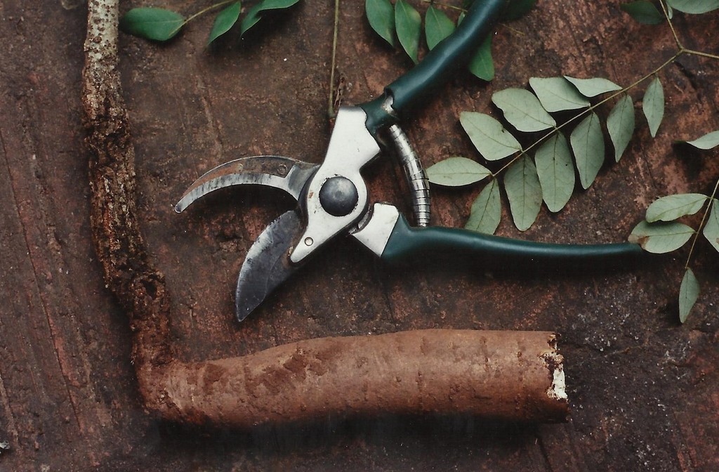 Albizia antunesiana Albizia antunesiana