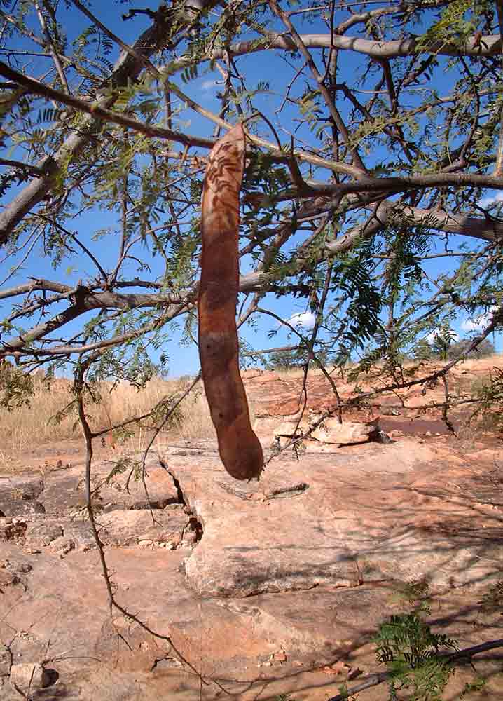 Albizia brevifolia