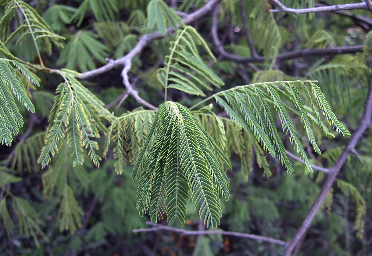 Albizia brevifolia