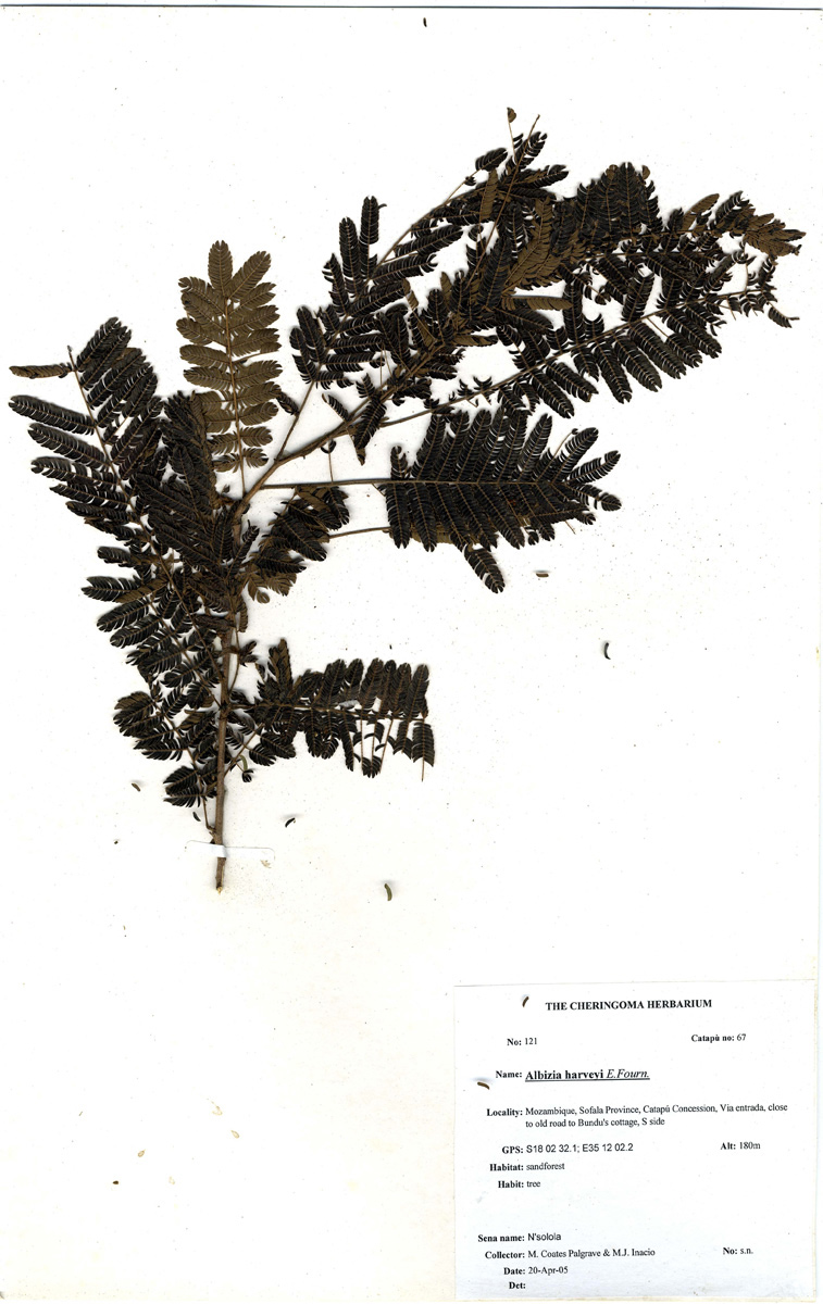 Albizia harveyi