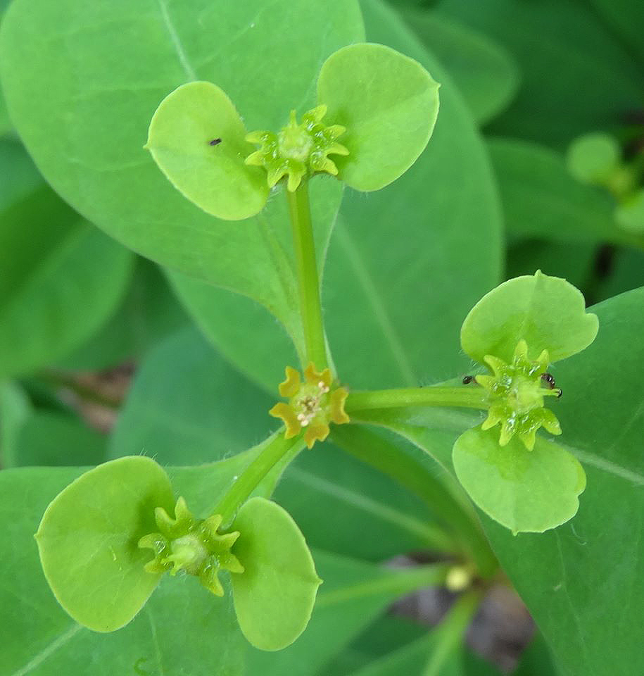 Euphorbia goetzei