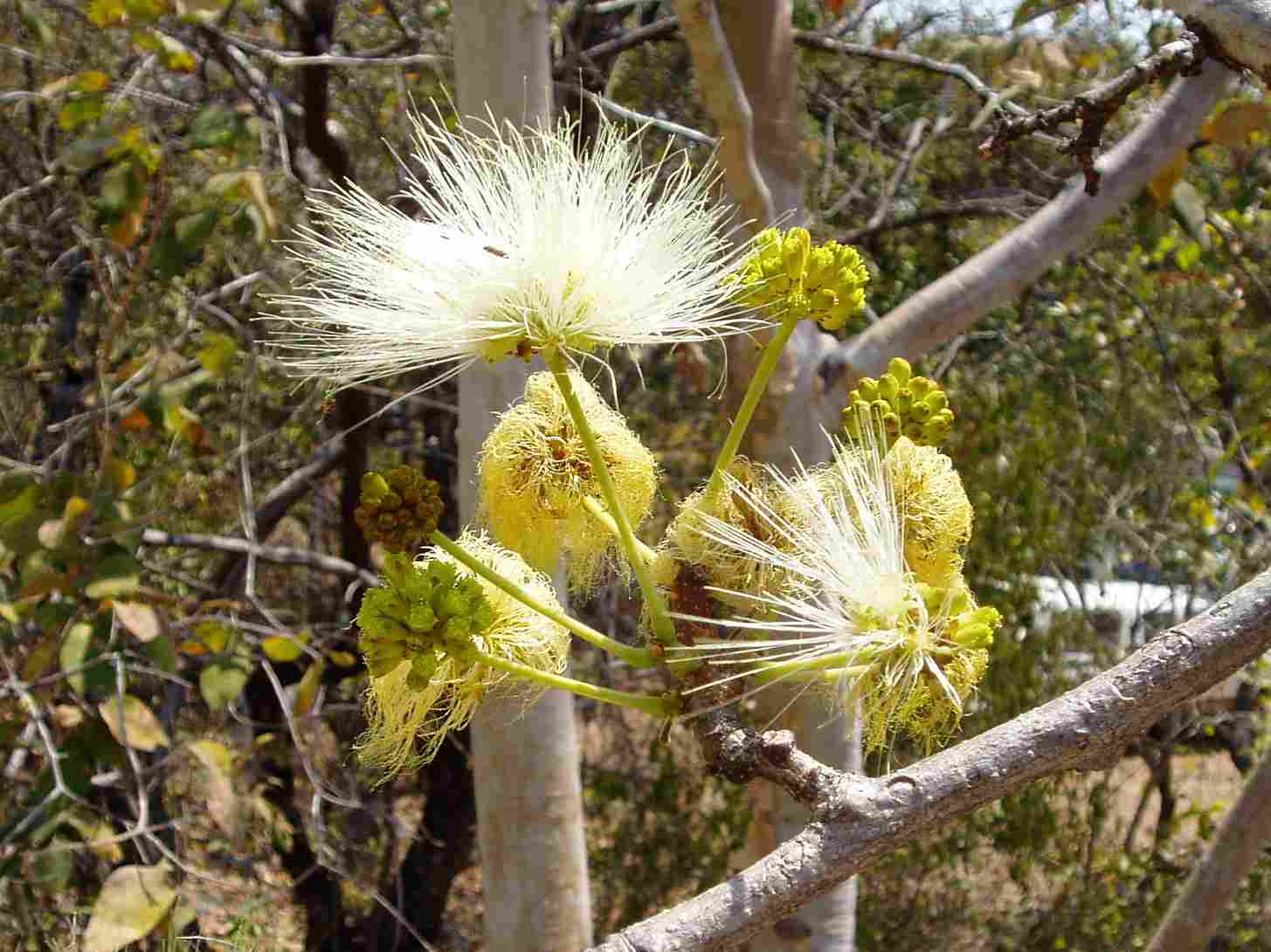 Albizia tanganyicensis