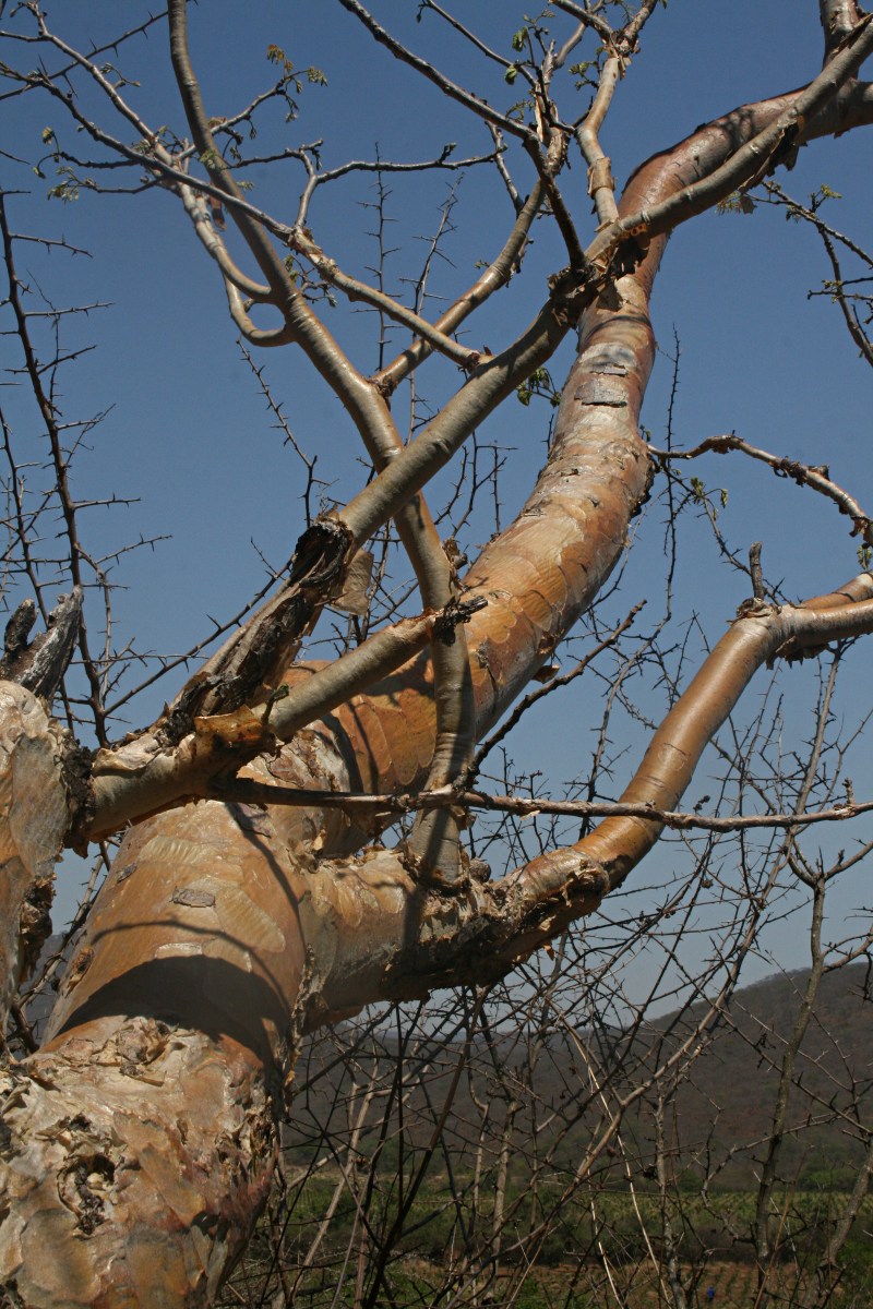 Albizia tanganyicensis