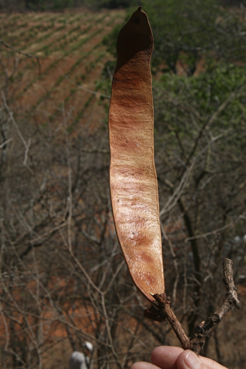 Albizia tanganyicensis