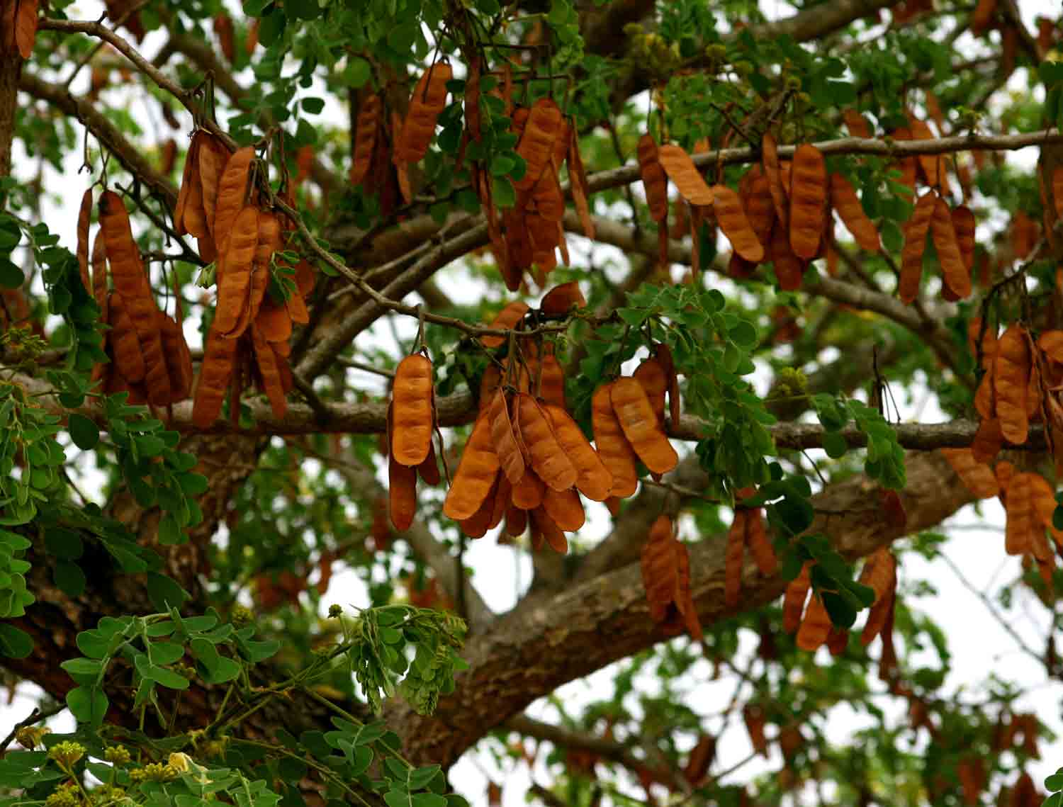 Albizia versicolor