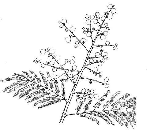 Acacia amythethophylla