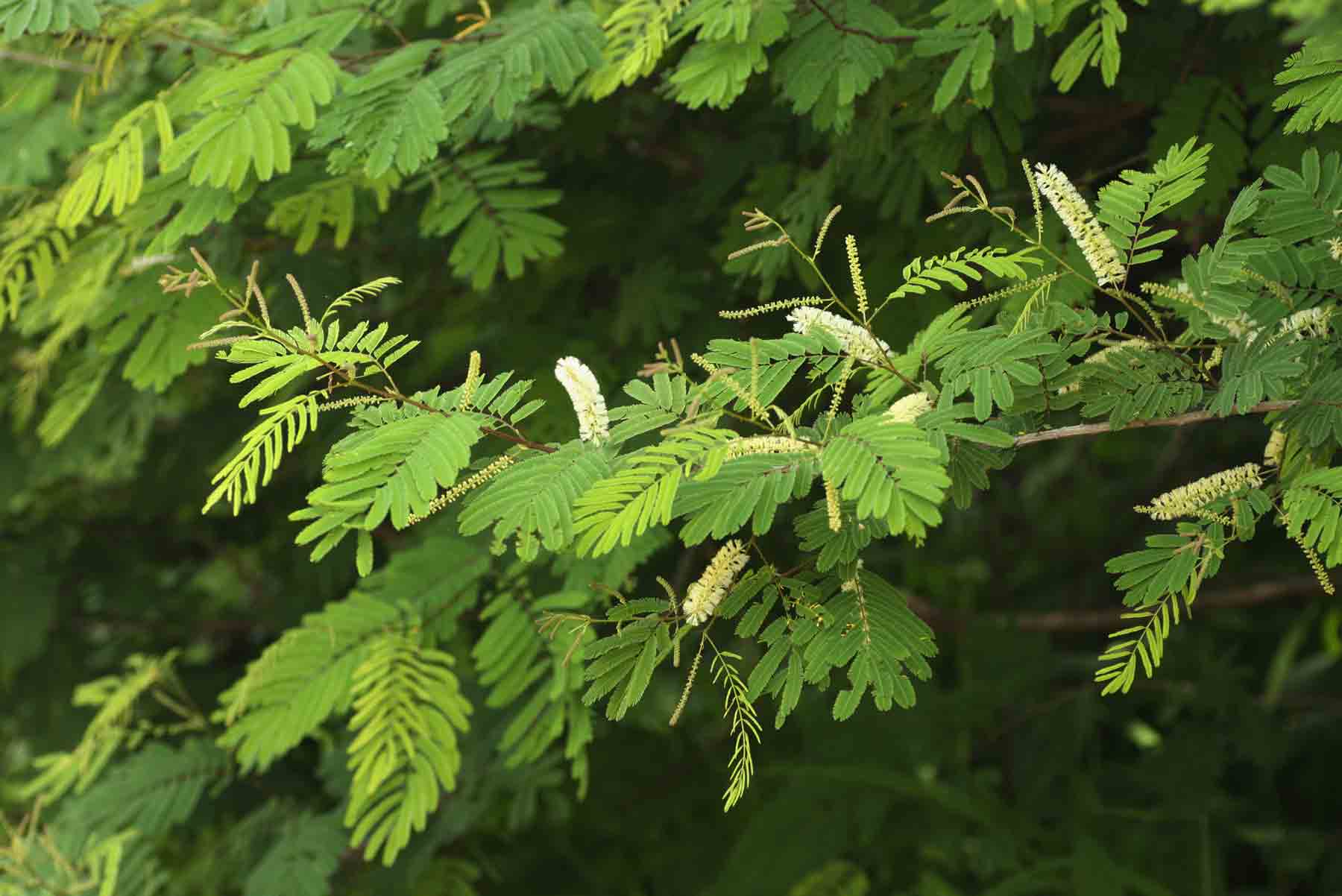 Acacia ataxacantha