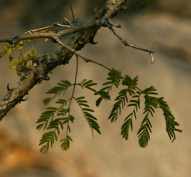 Acacia erubescens