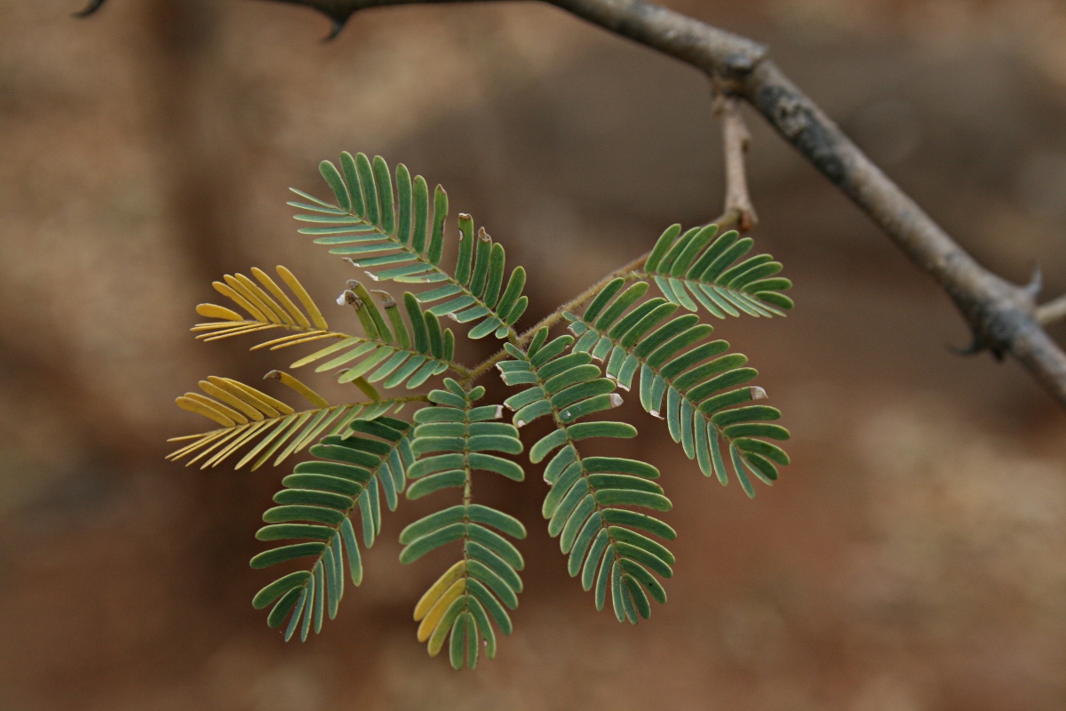 Acacia erubescens