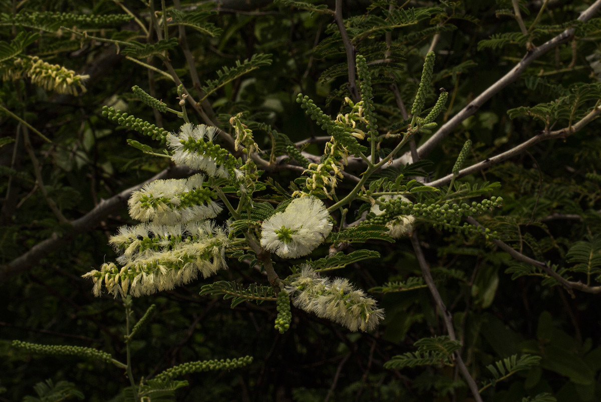 Acacia fleckii