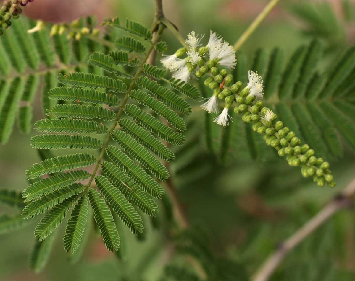 Acacia fleckii