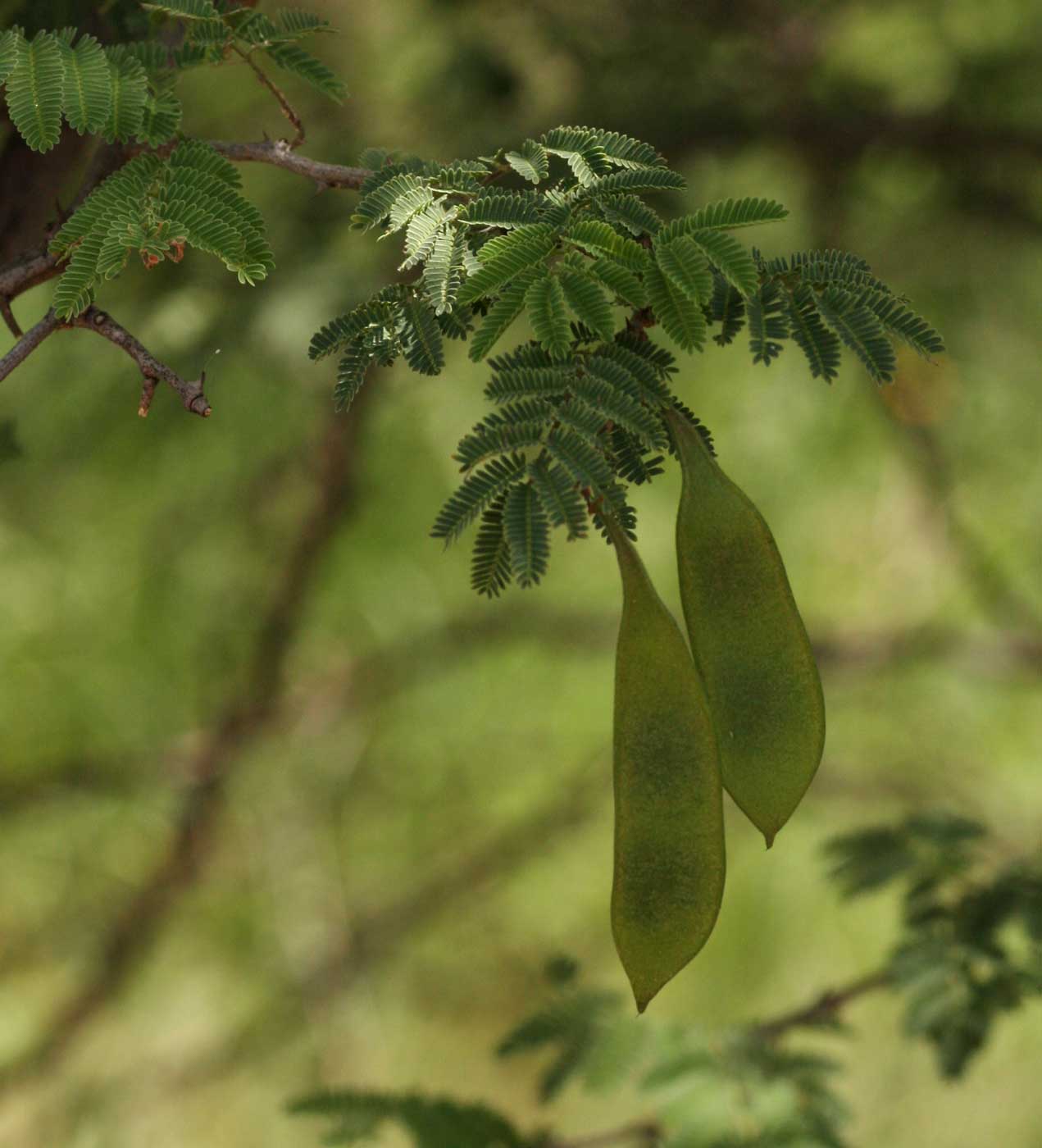 Acacia fleckii