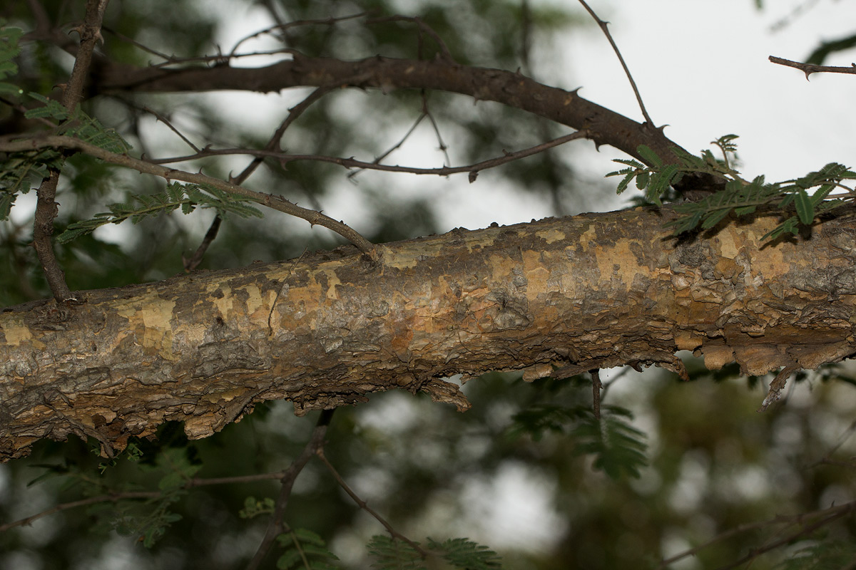 Acacia fleckii