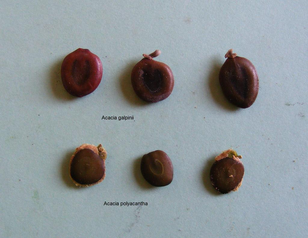 Acacia galpinii Acacia galpinii