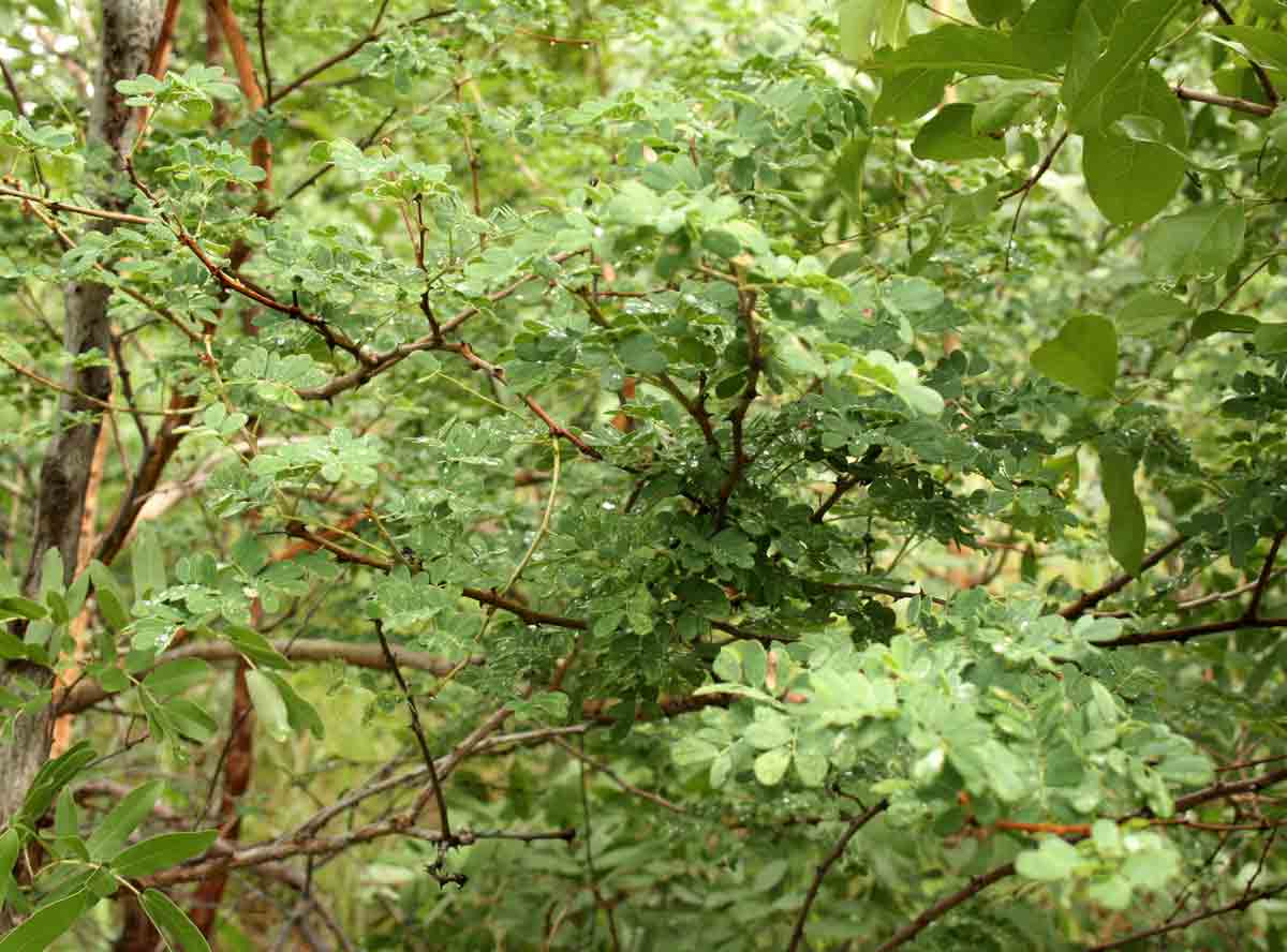 Acacia goetzei subsp. goetzei