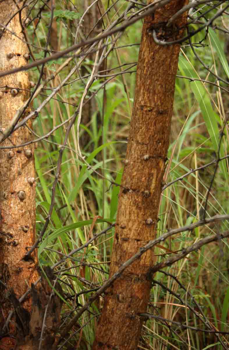 Acacia goetzei subsp. goetzei