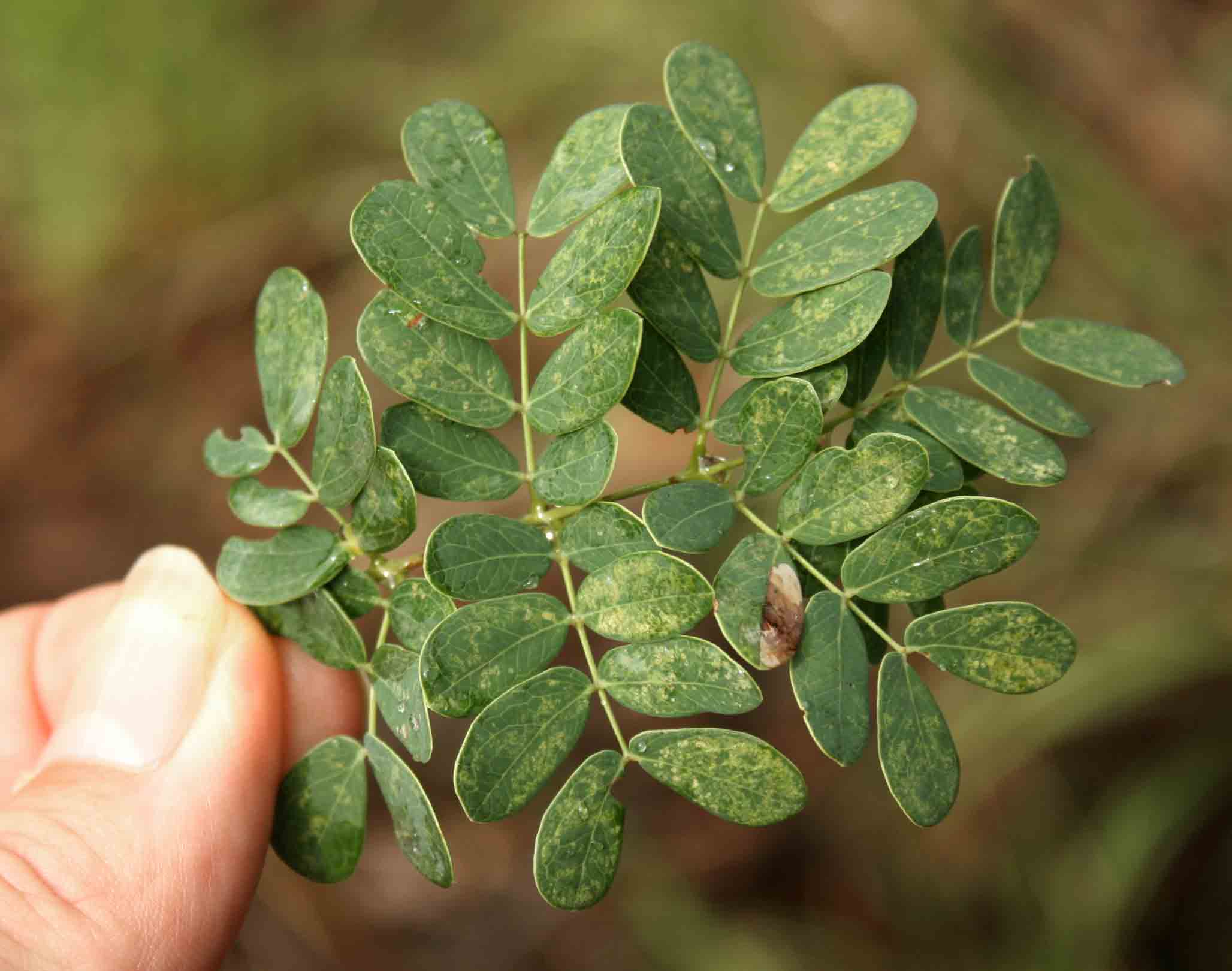 Acacia goetzei subsp. goetzei