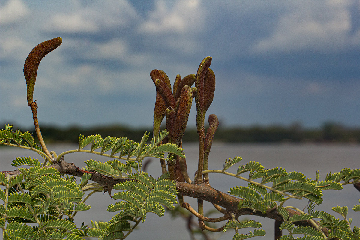 Acacia hebeclada subsp. chobiensis