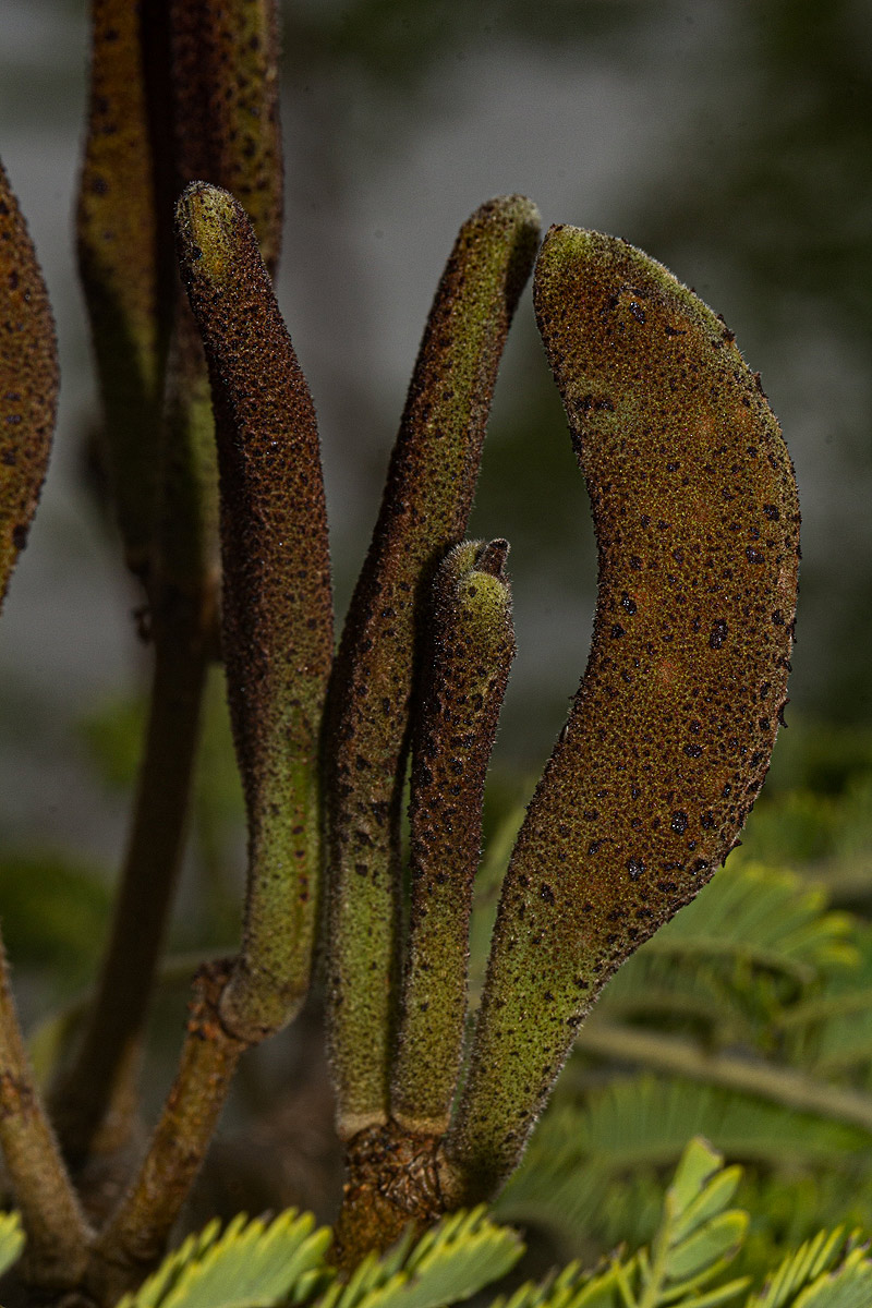 Acacia hebeclada subsp. chobiensis