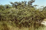 Acacia hebeclada subsp. chobiensis