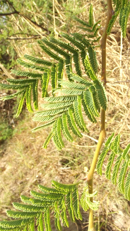 Acacia hebeclada subsp. chobiensis Acacia hebeclada subsp. chobiensis