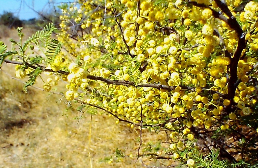 Acacia hebeclada subsp. chobiensis Acacia hebeclada subsp. chobiensis