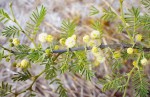 Acacia hebeclada subsp. chobiensis