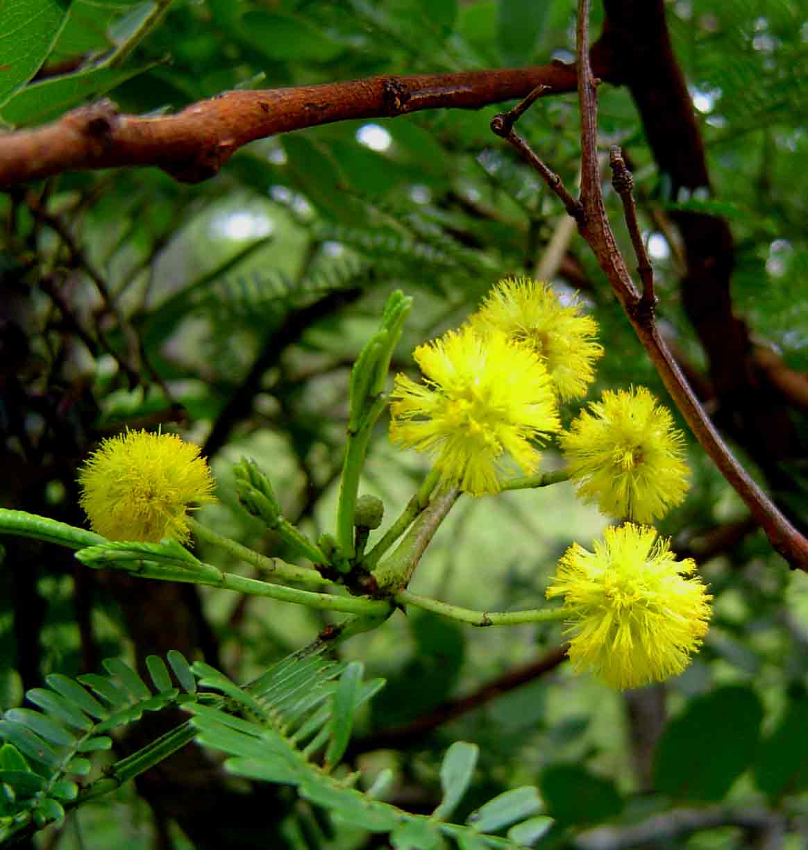 Acacia karroo