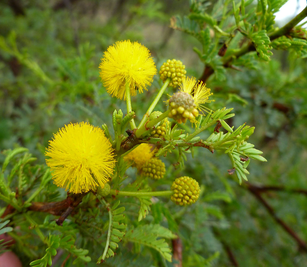 Acacia karroo