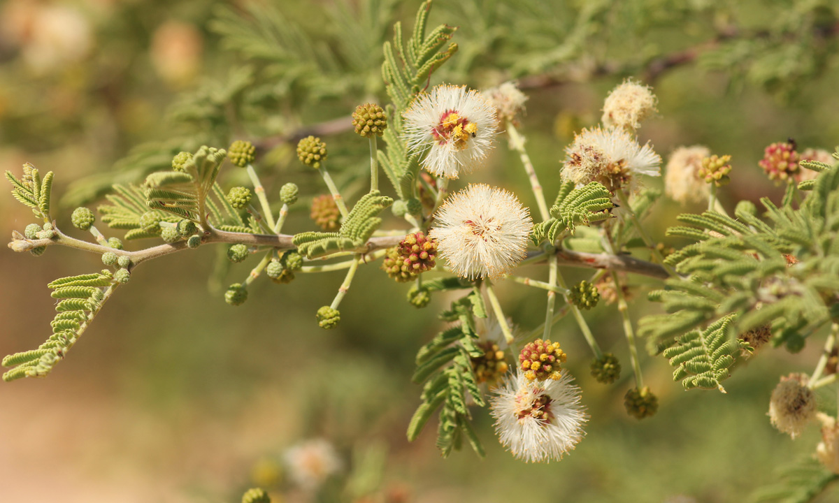 Acacia luederitzii var. luederitzii