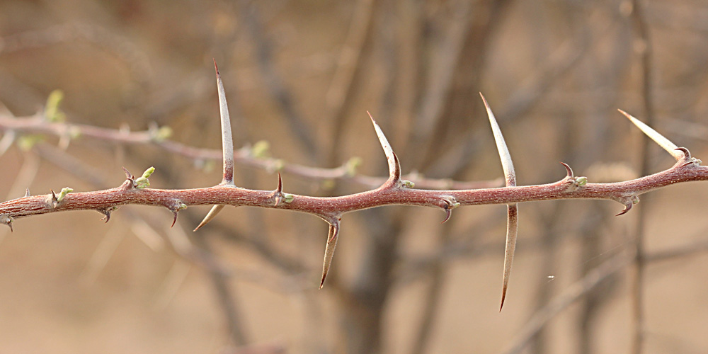 Acacia luederitzii var. luederitzii
