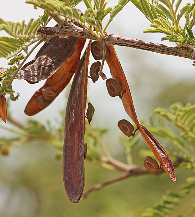 Acacia luederitzii var. luederitzii