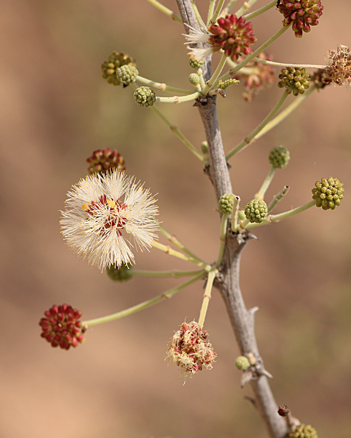 Acacia luederitzii var. luederitzii