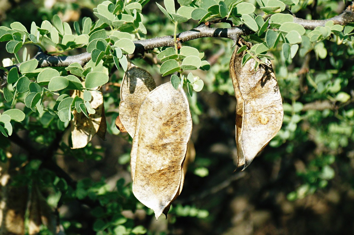 Acacia mellifera subsp. detinens Acacia mellifera subsp. detinens