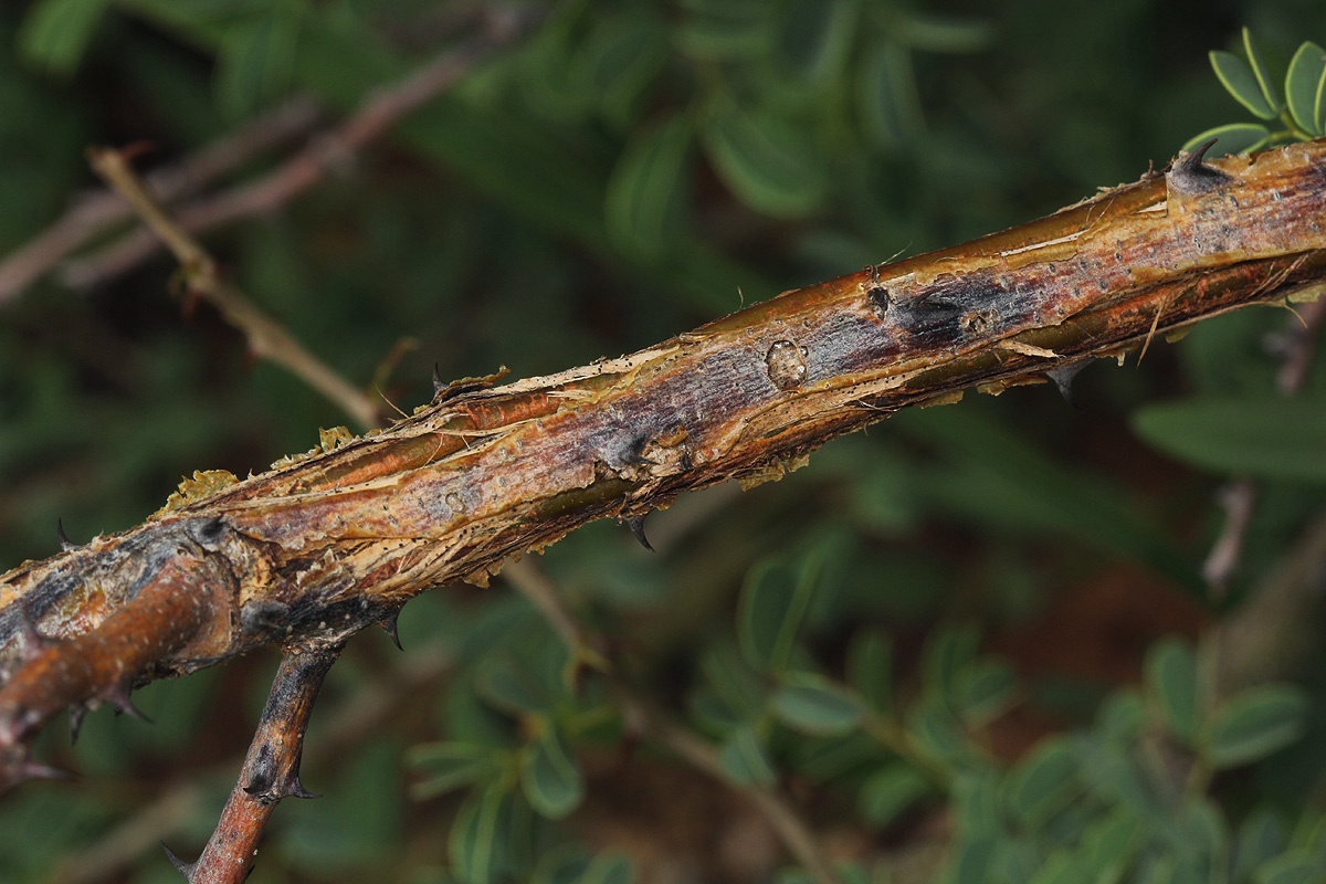 Acacia mellifera subsp. detinens