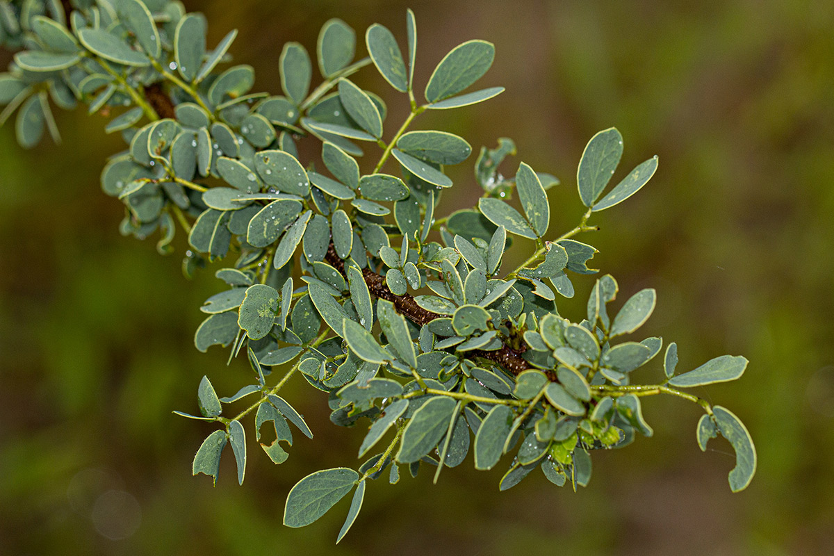 Acacia mellifera subsp. detinens