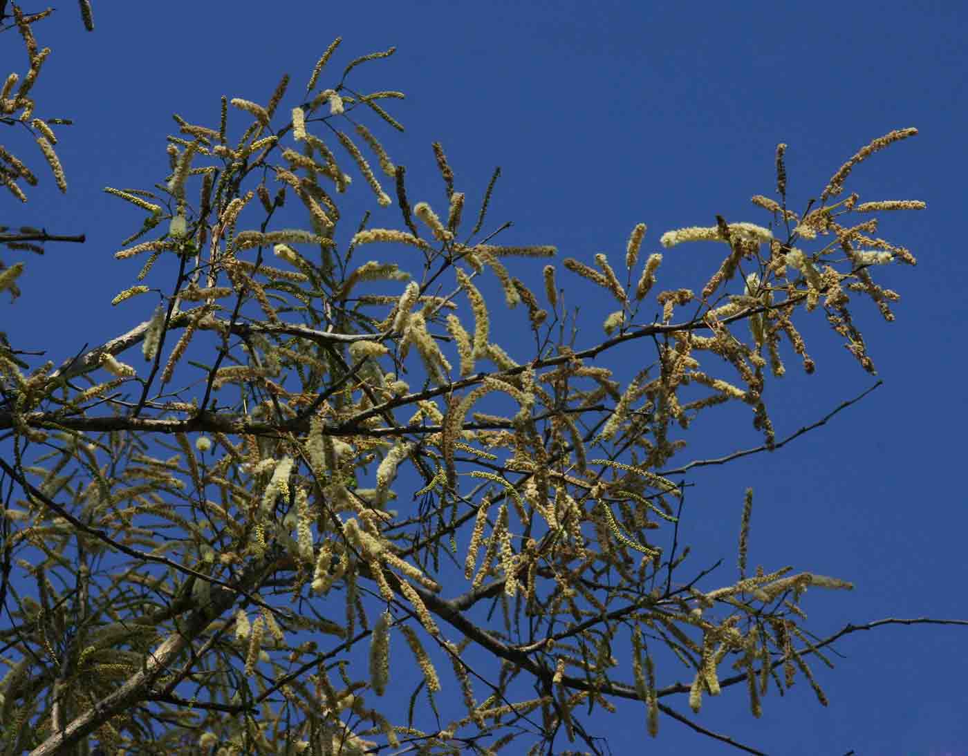 Acacia nigrescens