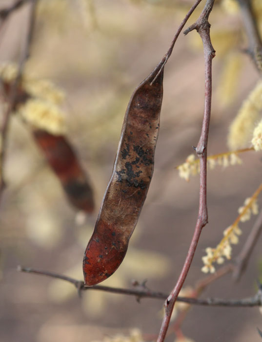 Acacia nigrescens