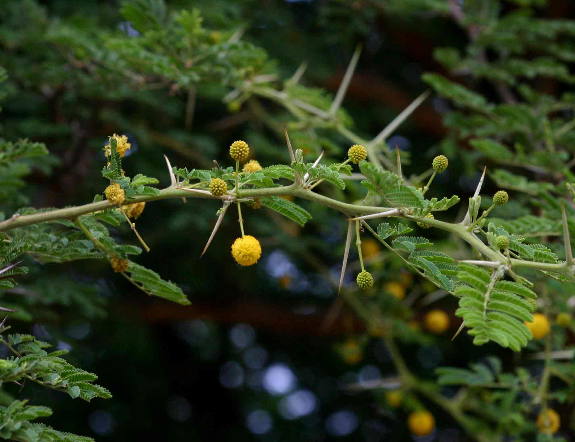 Acacia nilotica subsp. kraussiana