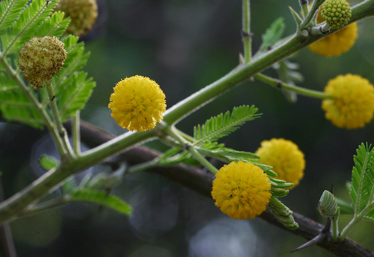 Acacia nilotica subsp. kraussiana