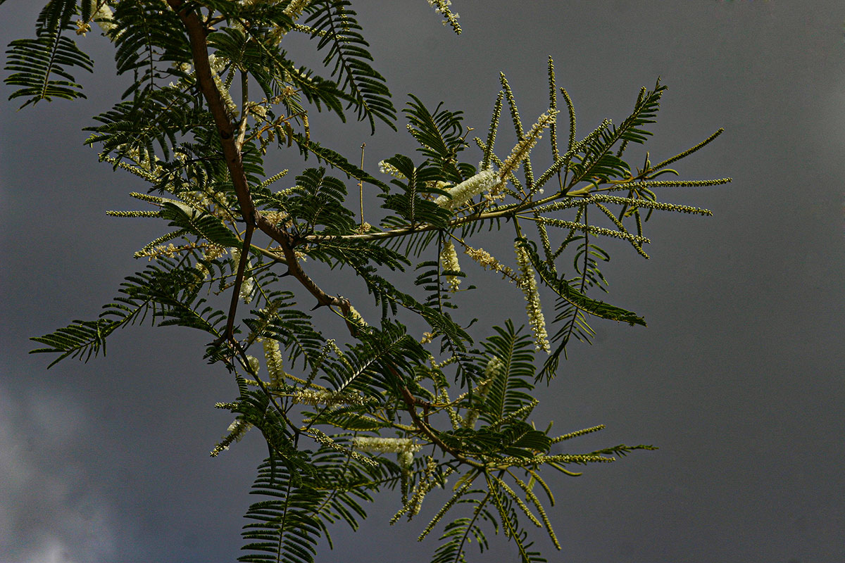 Acacia polyacantha subsp. campylacantha