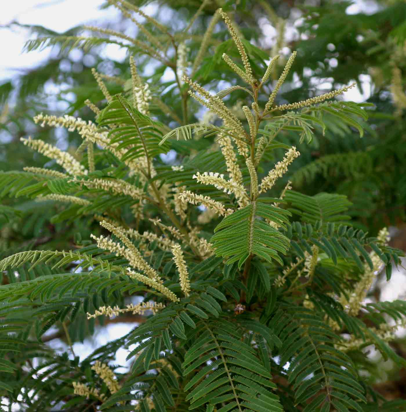Acacia polyacantha subsp. campylacantha
