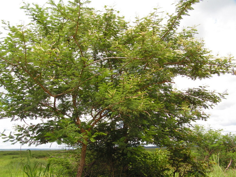 Acacia polyacantha subsp. campylacantha
