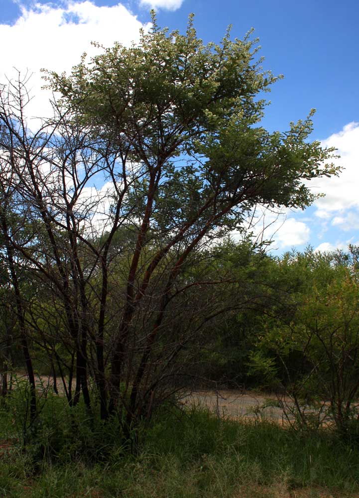 Acacia rehmanniana