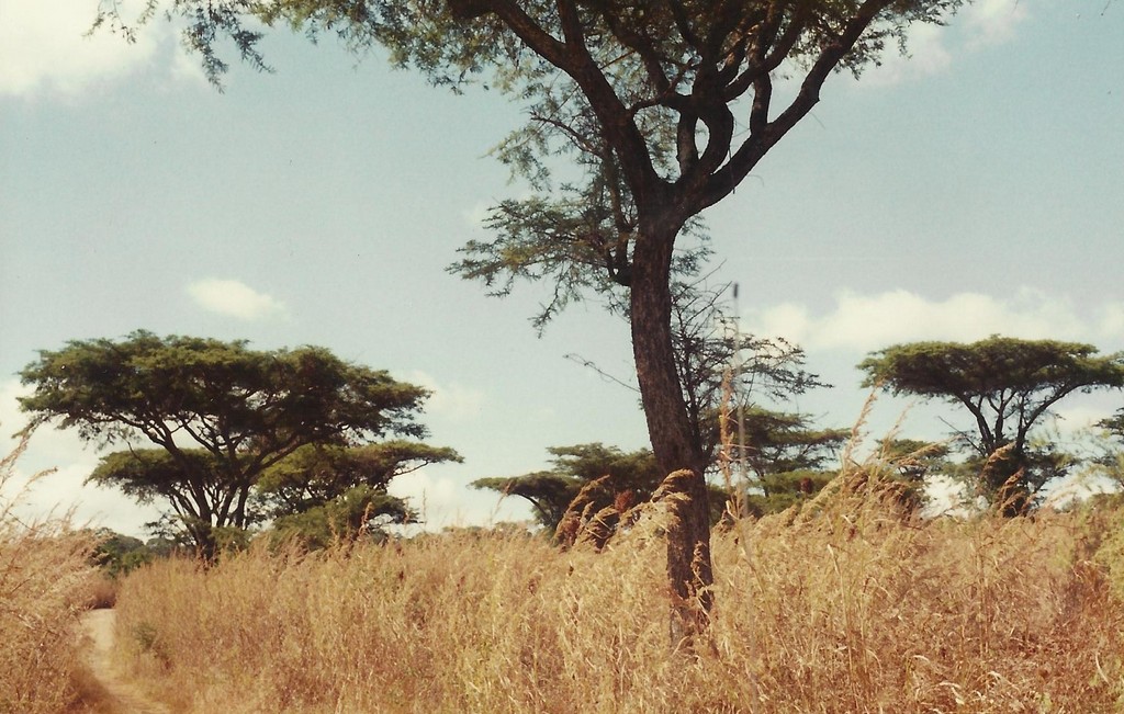 Acacia rehmanniana Acacia rehmanniana