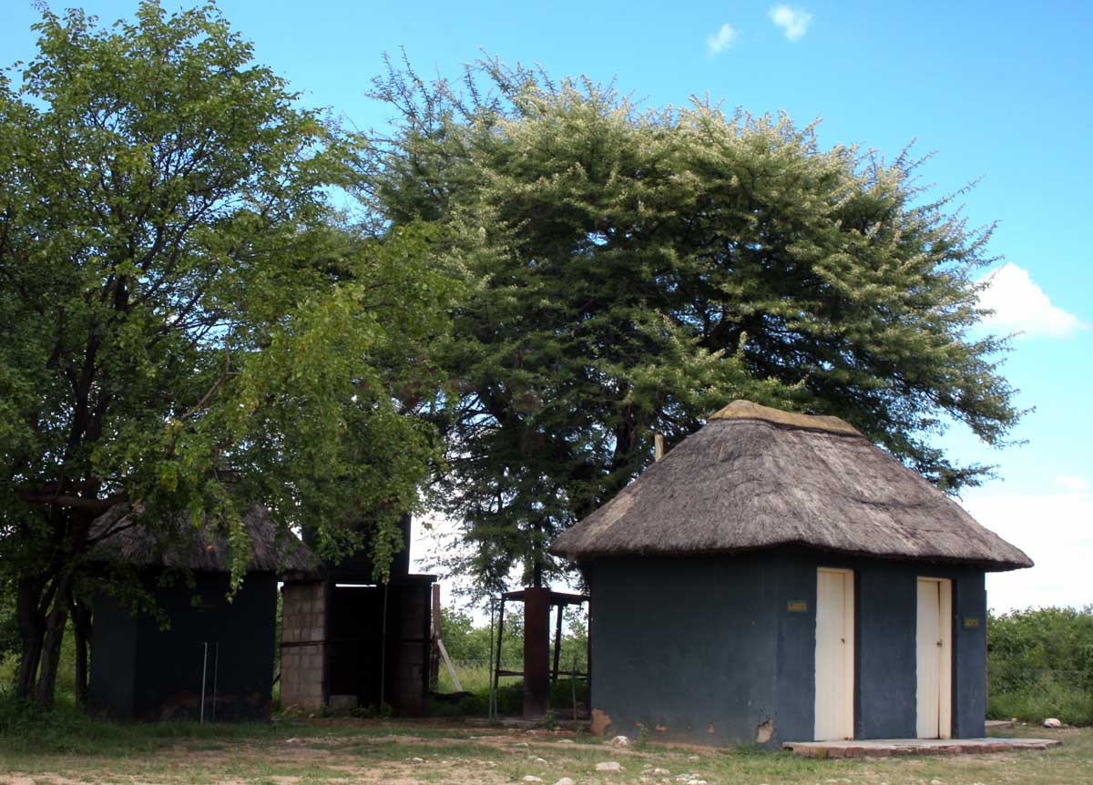 Acacia robusta subsp. clavigera