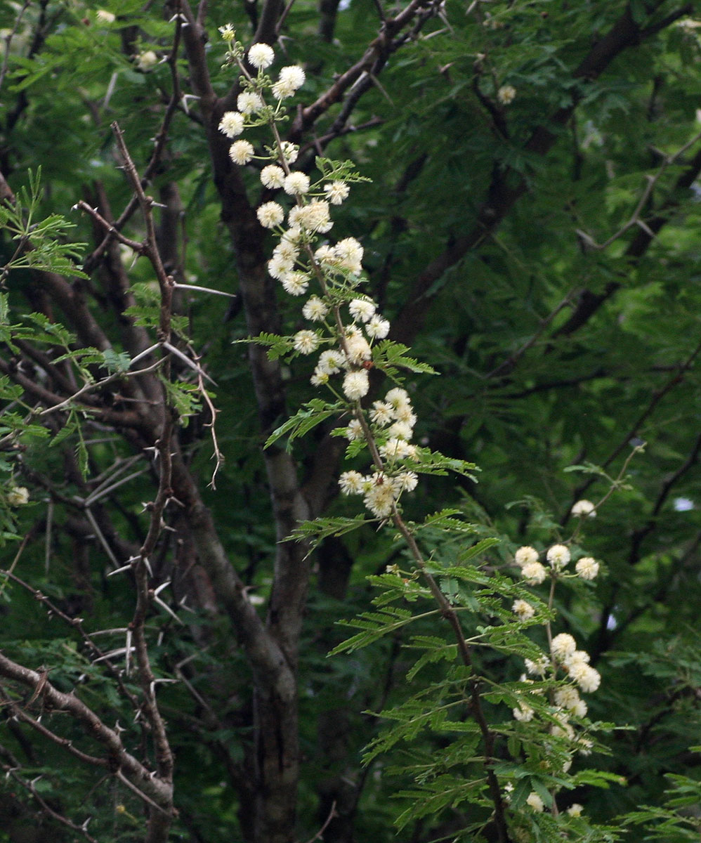 Acacia robusta subsp. clavigera Acacia robusta subsp. clavigera