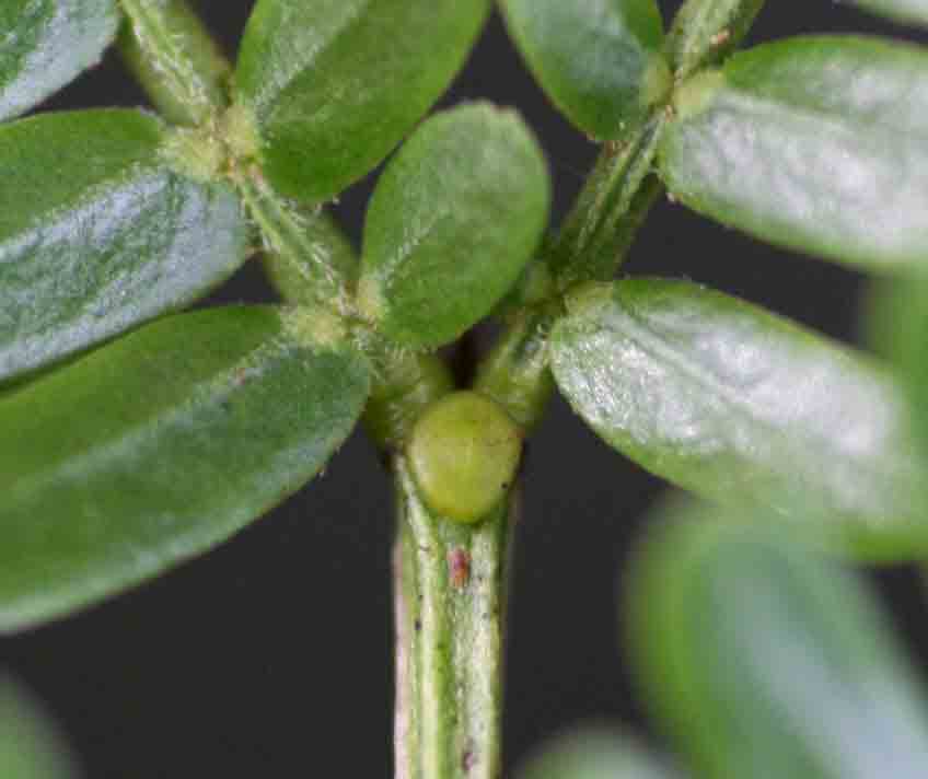 Acacia robusta subsp. clavigera