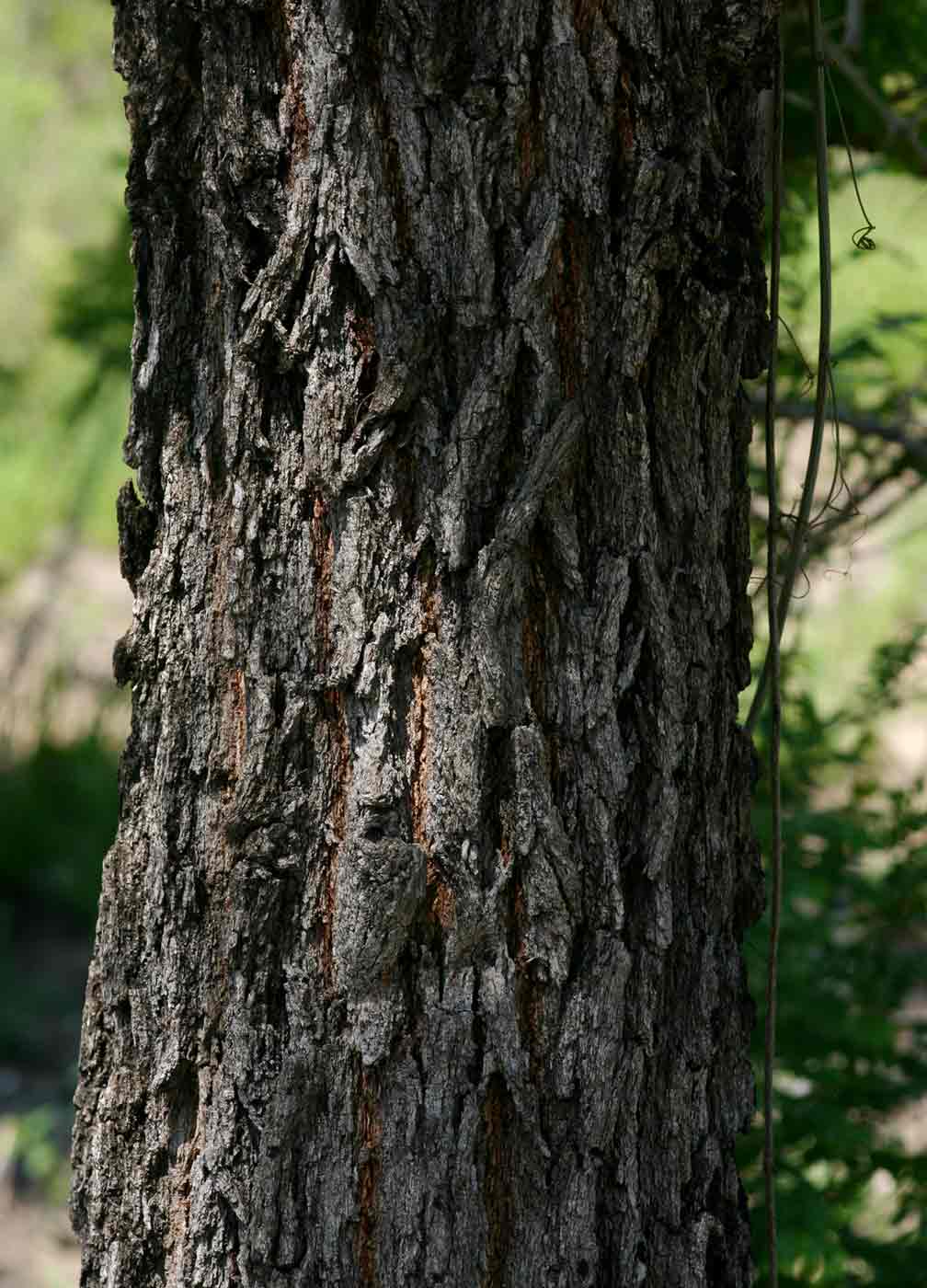 Acacia robusta subsp. clavigera