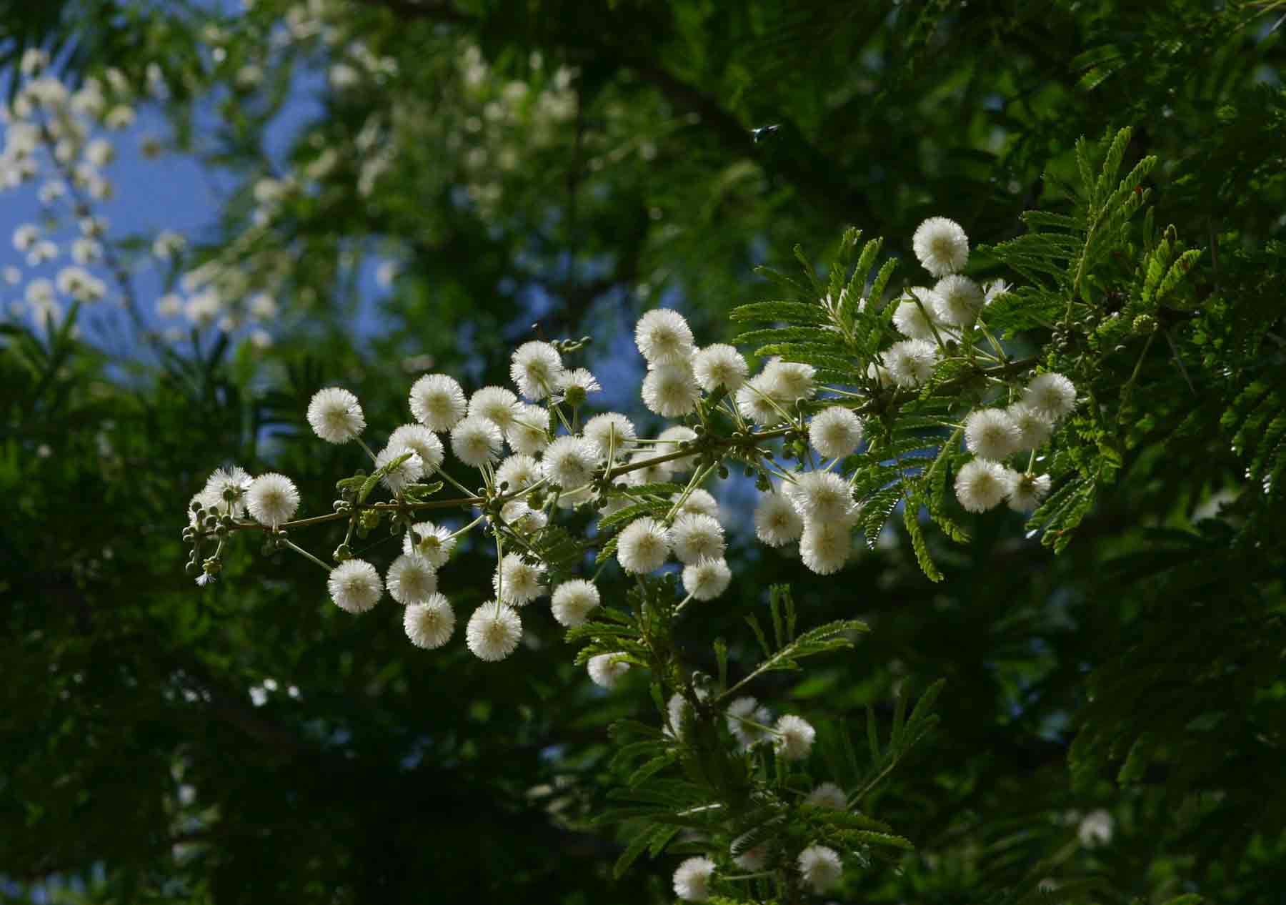 Acacia robusta subsp. clavigera
